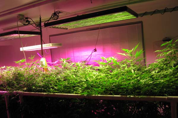 LED Grow Lights and Plants